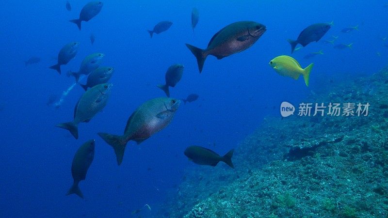 日本，太平洋鱼(太平洋鼓手)在海底成群游动