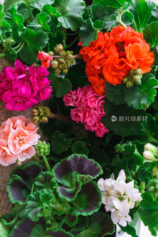 花盆里美丽的五彩天竺葵。