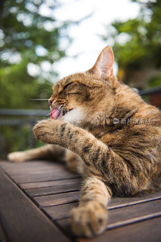 成年虎斑猫躺下和梳理户外