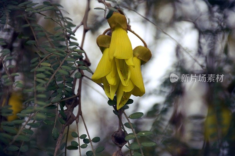 新西兰本土(槐花)科怀在春天开花