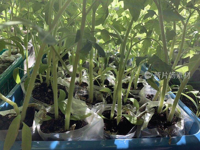 小芽西红柿在托盘发芽为幼苗侧视图