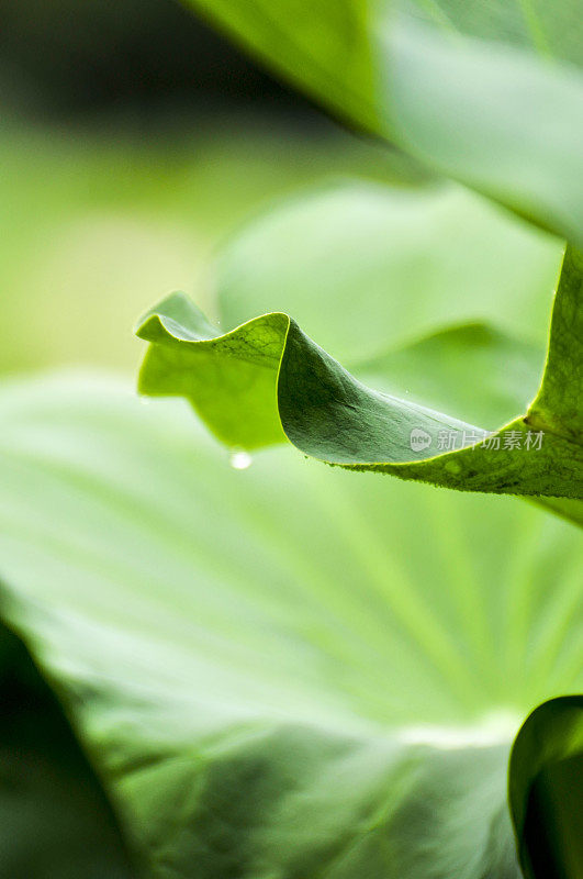 荷花的叶子