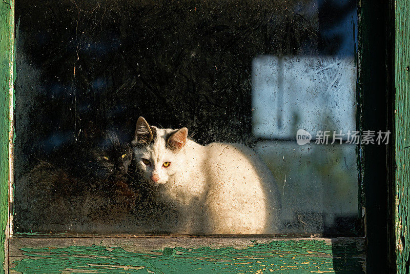 在窗户里依偎的猫