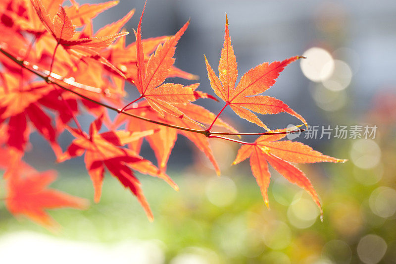 秋天的日本枫树
