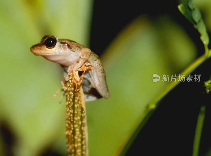 雨林中的青蛙