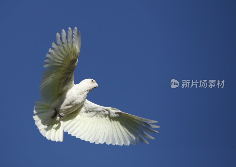 科雷拉