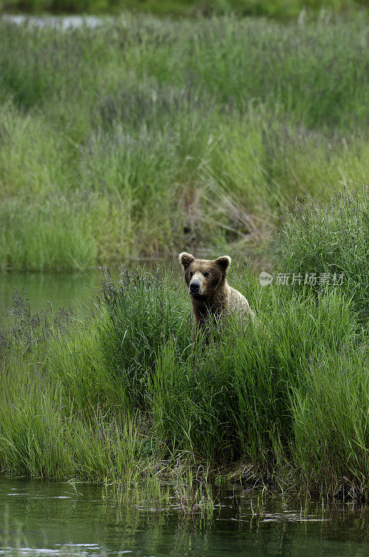 高草丛中的灰熊