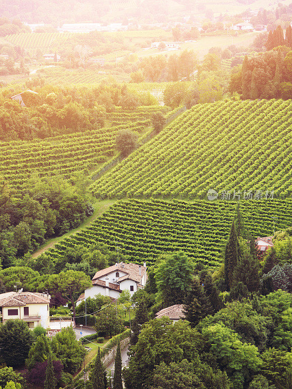 威尼托山谷的葡萄园
