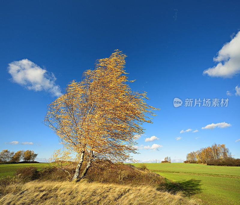 秋风吹弯白桦树，蓝天下的山水