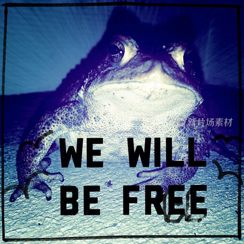 癞蛤蟆宣告:“我们将获得自由!”