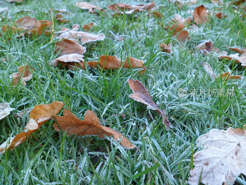 冰冷的早晨把橡树叶冻在草地上