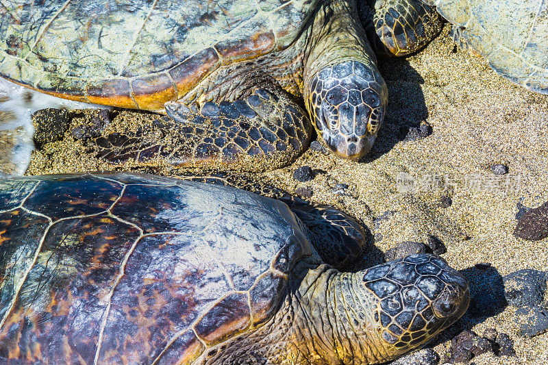 夏威夷海滩上的海龟