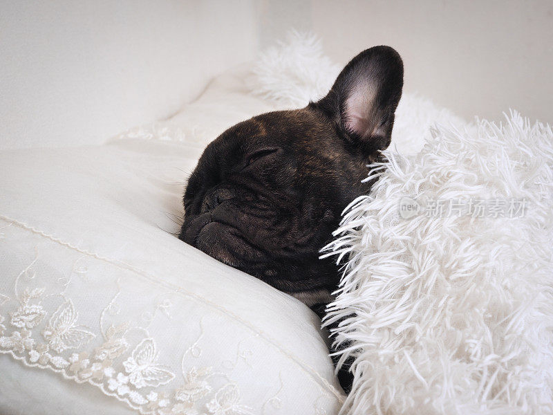 有趣的狗睡在一张毛茸茸的白色毯子下面的床上