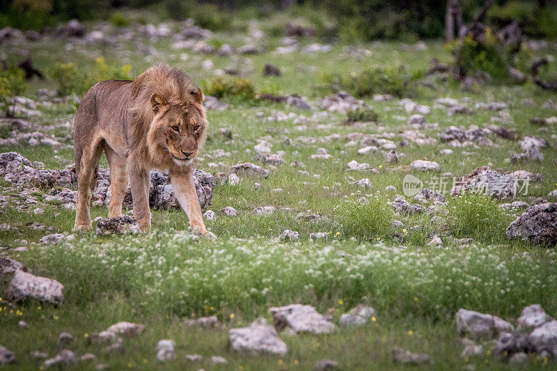 年轻的雄狮走在草地上。