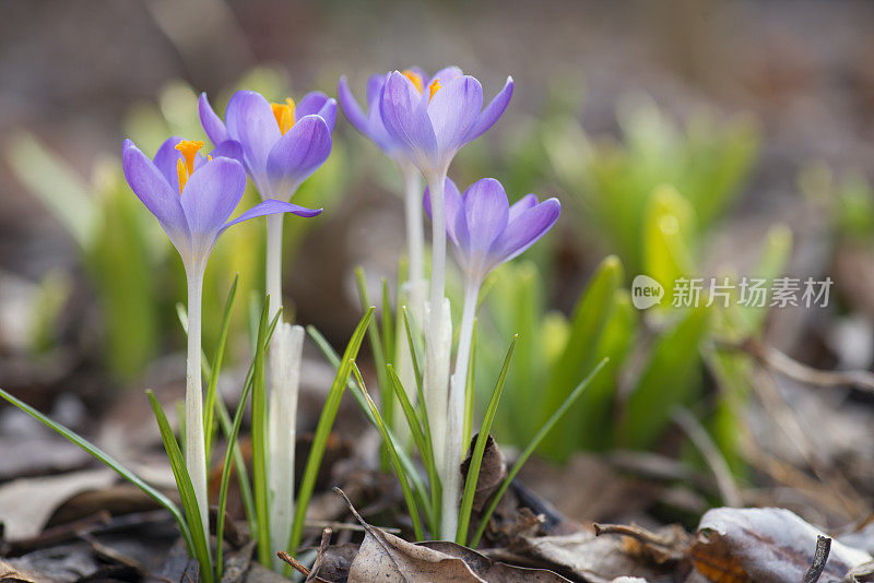 紫色的番红花从干叶子中冒出来