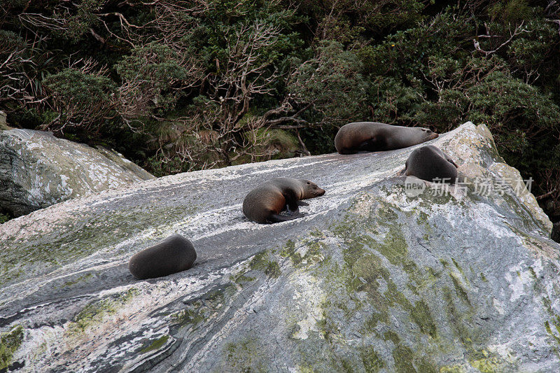 新西兰峡湾国家公园的米尔福德海峡海豹岩石