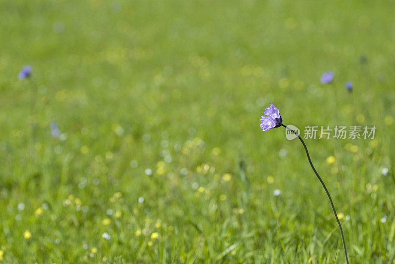 紫色的野花