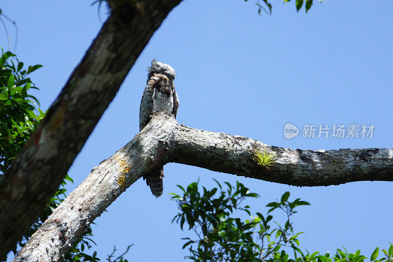 常见potoo