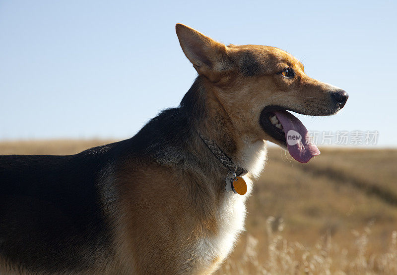 德国牧羊犬