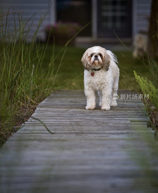 夏日小屋木板路上的西施犬