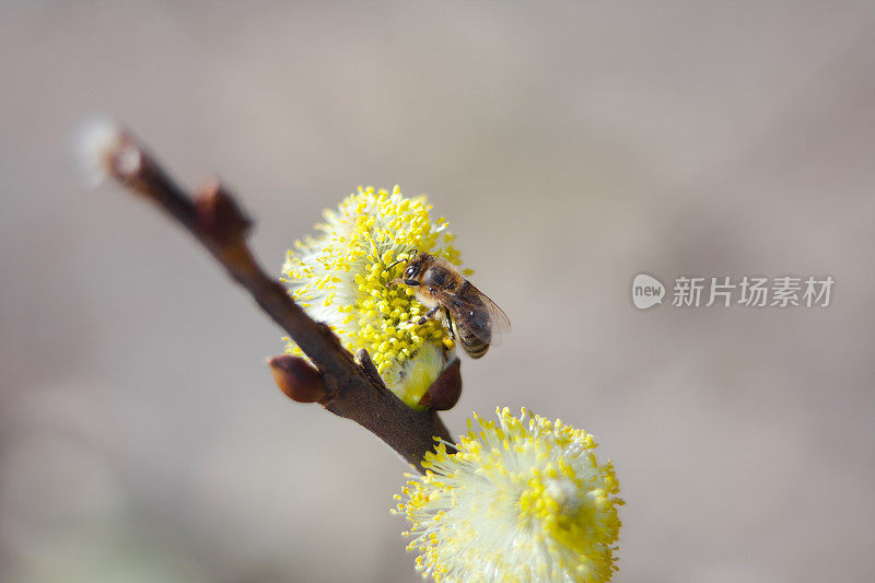 柳树开花了