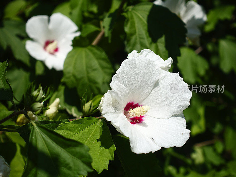 花园里的芙蓉花