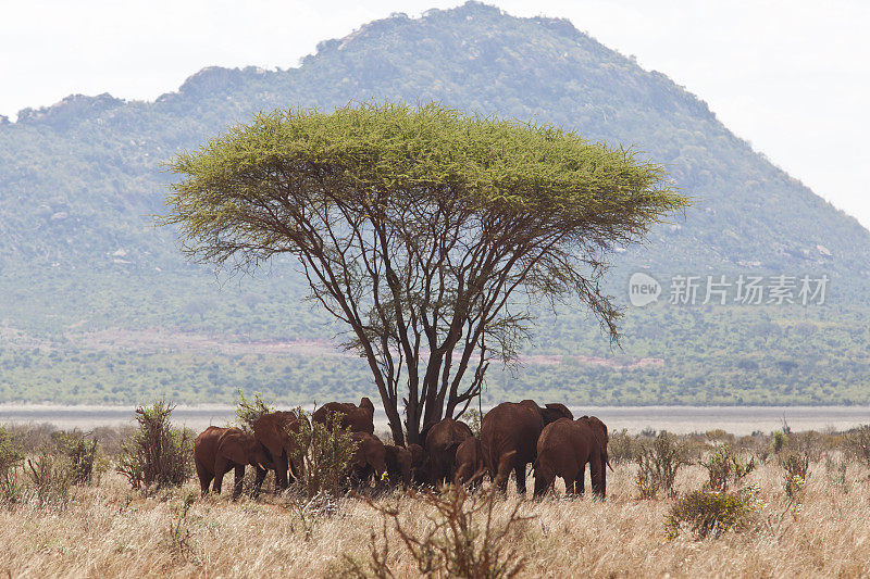 保护-非洲美丽伞相思树和象群