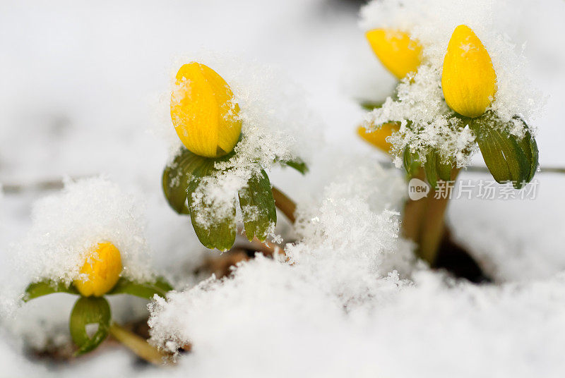 花和雪