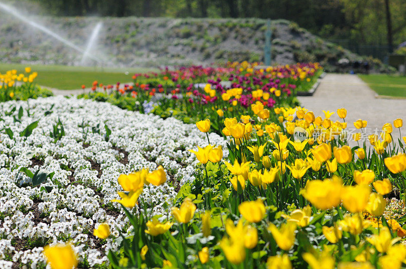 有郁金香花坛的花园