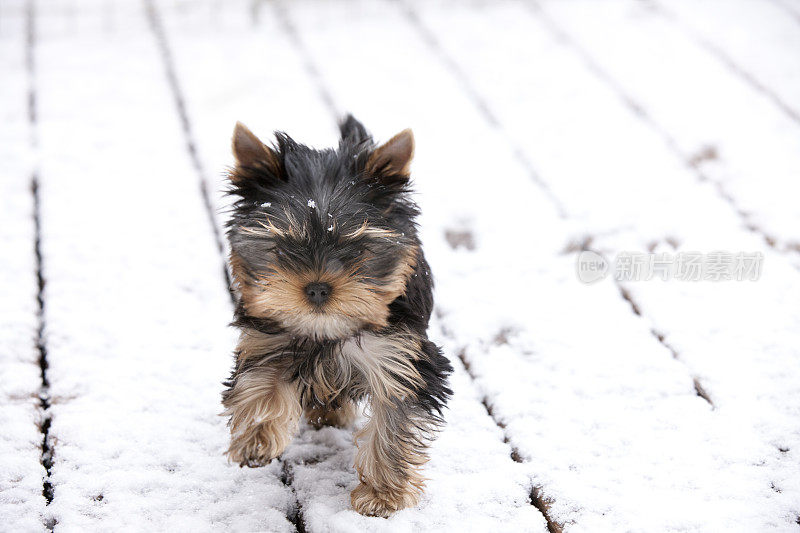 约克夏小狗在冬天的第一场雪中奔跑