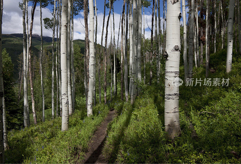 山间徒步穿越高大的白杨树