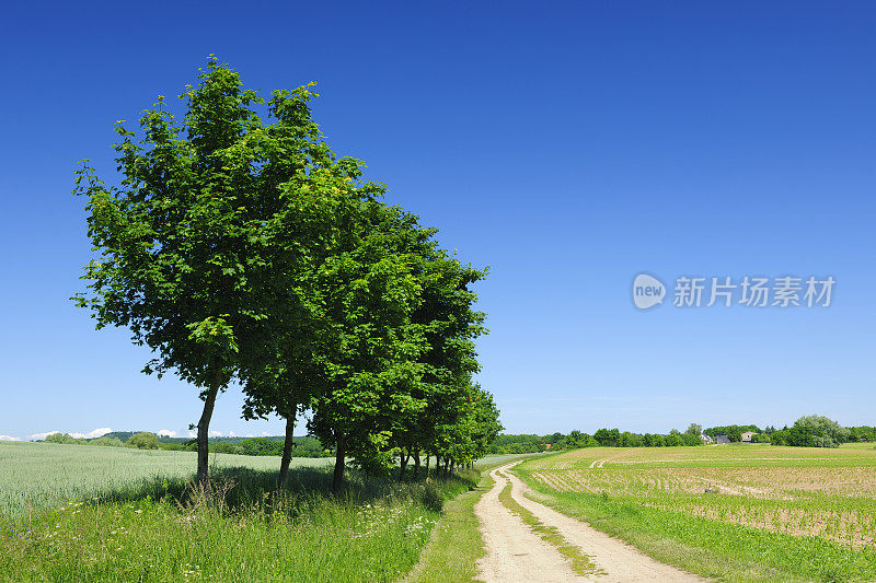 绿树成荫的农家路穿过春天的田野景观