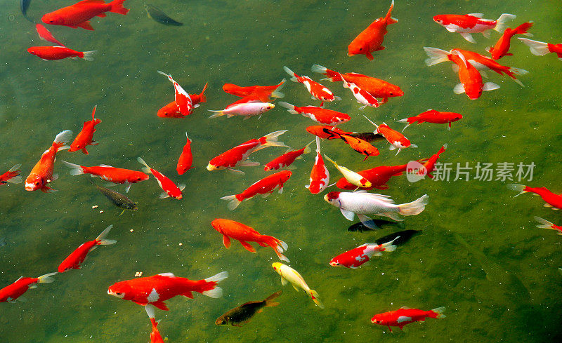 水中五颜六色的鲤鱼。