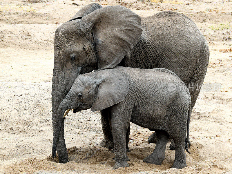 大象妈妈和小象正在挖沙取水