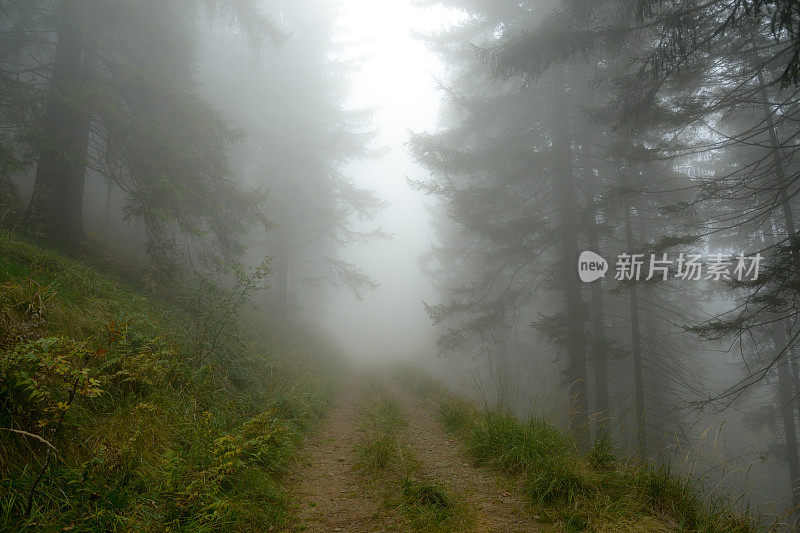 通往迷雾森林的小路