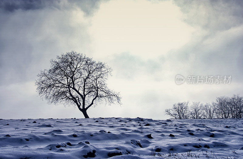 雪景与树