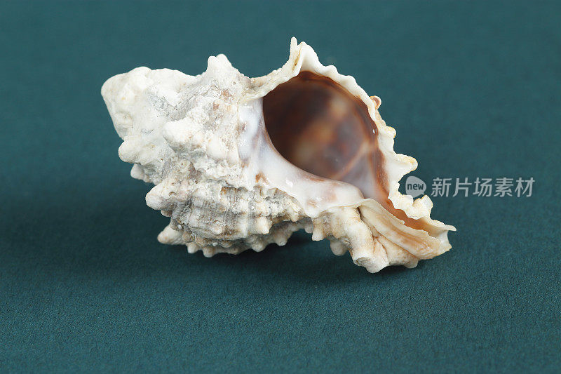 海螺的壳