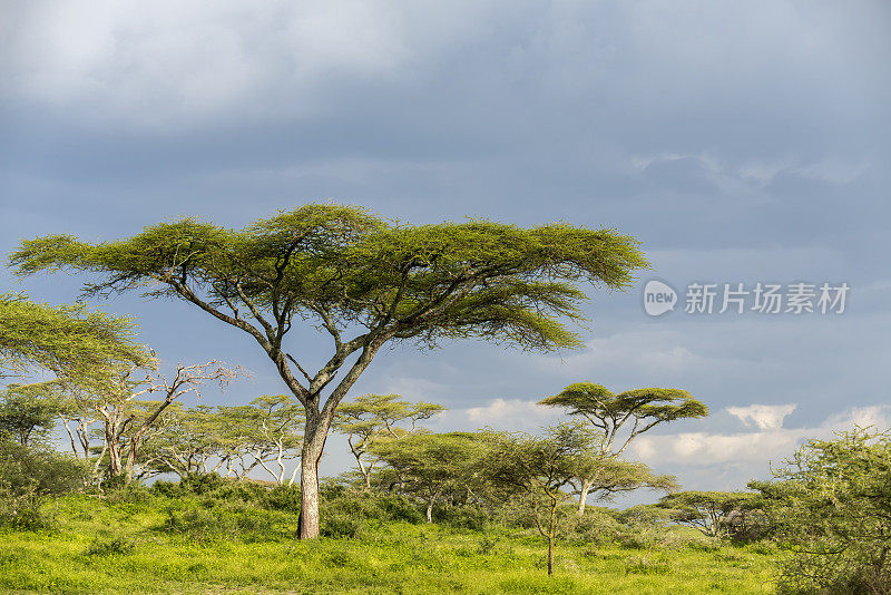 非洲坦桑尼亚的Acacia树