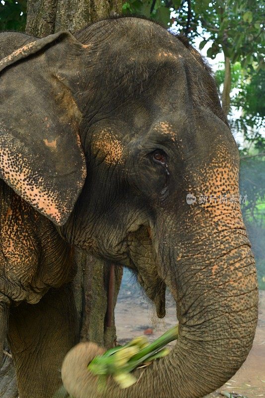 印度大象,泰国。