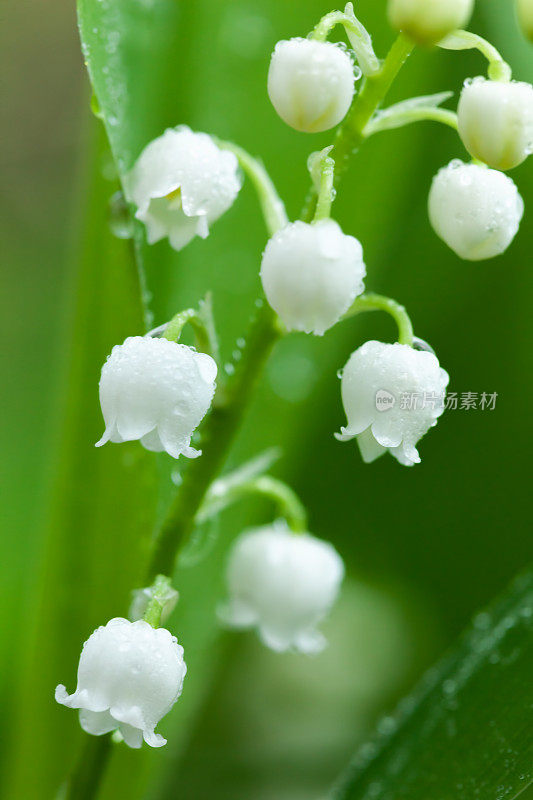 雨后的铃兰