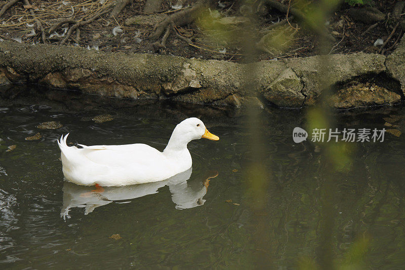 鸭子在湖里游泳