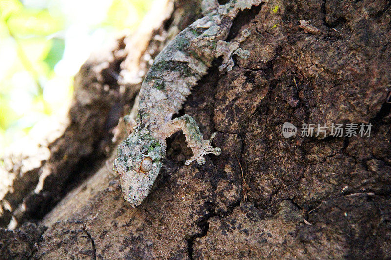 马达加斯加:曼塔迪亚国家公园里的苔藓叶尾壁虎