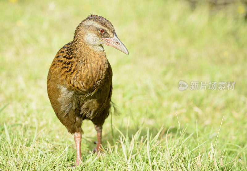 Weka