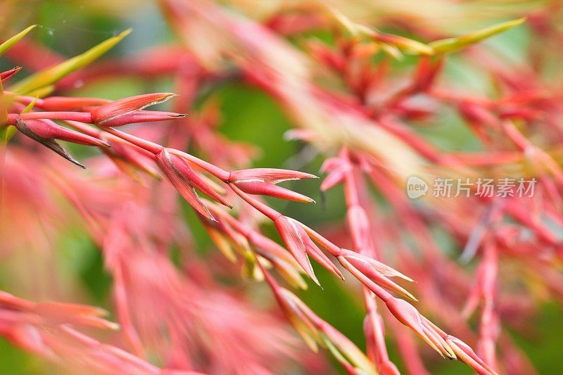 热带植物凤梨花