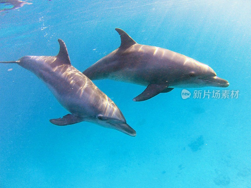 两只海豚在浅水中游泳