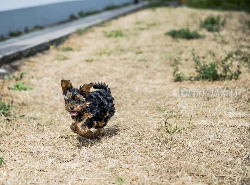 约克郡犬运行