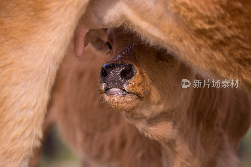 蒙古:护理小腿