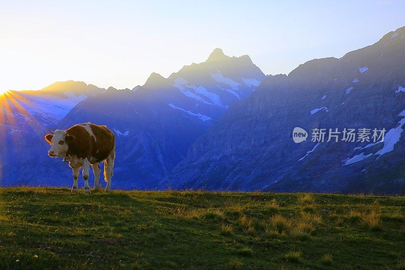 孤独的牛和湿角，格林德沃山谷:瑞士阿尔卑斯山阳光日出