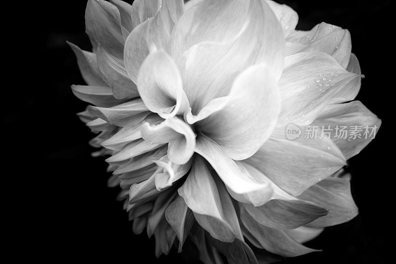 《黑与白》中的大丽花。