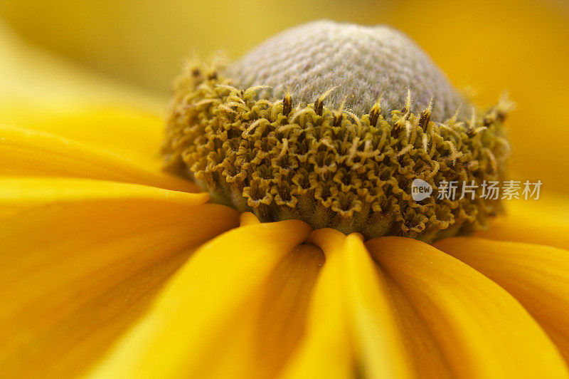 黄花的特写